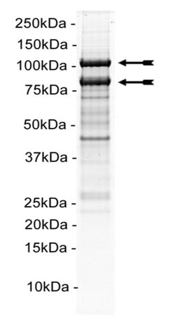 Eurofins DiscoverX PI 3-Kinase (p110 /p85 ) Murine Protein 10 &mu;g | Buy Online | Eurofins DiscoverX | Fisher Scientific